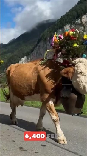 A cow being transported by helicopter