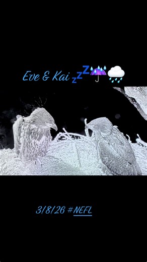 Goodnight sweet eaglets! 🦅💤🦅 #gabbyandbeau #aef #eveandkai #baldeagle #fyp