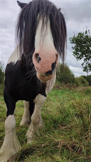 6.2K views · 387 reactions | Schnapps says these have to be theee bestest apples she's ever had so excuse the dribbles  | Shannonvalley Irish Cobs | Facebook