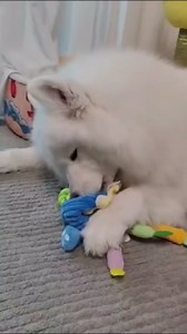 4-in-1 Dog Birthday Cake Toy, Interactive Snuffle Puzzle, Funny Dog Toys—Plush Squeaky Treat Dispenser with Cotton Rope, Hide ＆ Seek Enrichment Toy for Small/Medium/Large Dogs, Gotcha Day Party Gift