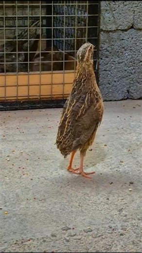 Common Quail Male Calling 🐦 | Natural Bird Sound #shorts
