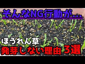 [Spinach] Are you making mistakes if your seeds won't sprout? [Home Gardening]