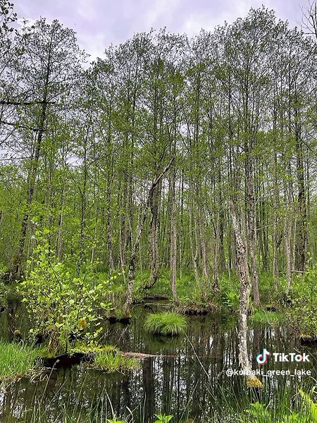 #წამოდიმთაში #ქულბაქი #ქულბაქიმწვანეტბა
