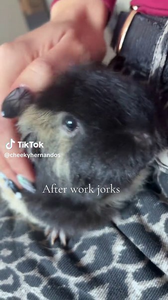 Guinea Pig Growth: My Little Fatty Update