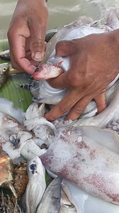 Another amazing squid with a fish inside #highlights | Ronel Yatan