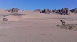 23K views · 189 reactions | Here's a peek at life on the Skeleton Coast in Namibia courtesy of guide Mwezi. Our Namibian properties are looking incredible and with wildlife like this around, who could resist? | Natural Selection | Facebook