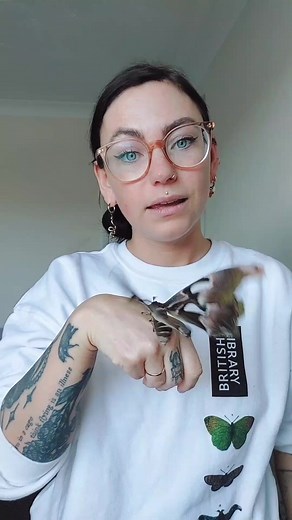 ✨ tips & tricks ✨ use this method if ever you need to safely transport a butterfly or moth. ✌️ make sure to gently work with the creature, allowing them to unhook their feet from the surface slowly or you could injure them. 🌿 it's a common myth that touching a butterfly or moths wings and accidently removing the 'dust' will hurt or stop them from being able to fly. 🦋 whilst touching *could* remove scales that help towards mimicry or predatory defence design - it doesn't physically affect them 