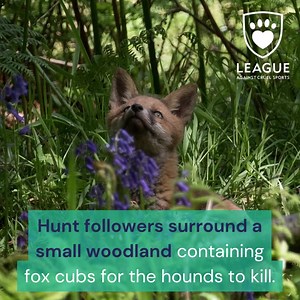 33 reactions · 25 shares | If ‘trail’ hunting is real, why does cub...