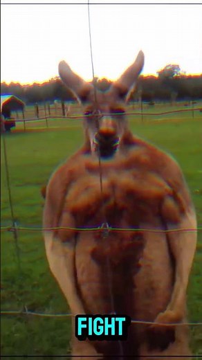 "Why Kangaroos Flex Like Bodybuilders!".#KangarooFacts #AnimalBehavior #Wildlife #NatureIsCrazy