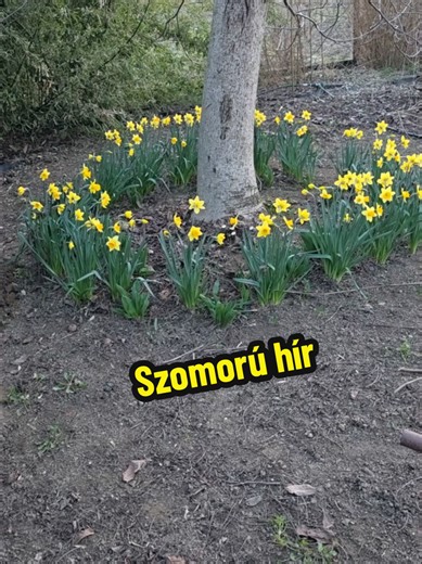 Válasz @beta.vajda2 részére Bárcsak minden mentésünk eredményes lenne 😭 Ezúton is köszönet Turcsányi Katalin doktornőnek és Deim Zoltán doktorúrnak, akik mindent megtettek a cica gyógyulásáért anélkül, hogy pénzt fogadtak volna el tőlünk.