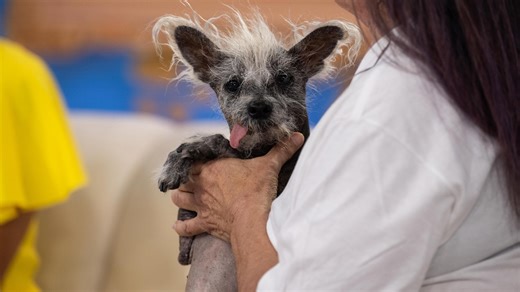 World’s Ugliest Dog contest winner shines bright in Studio 1A