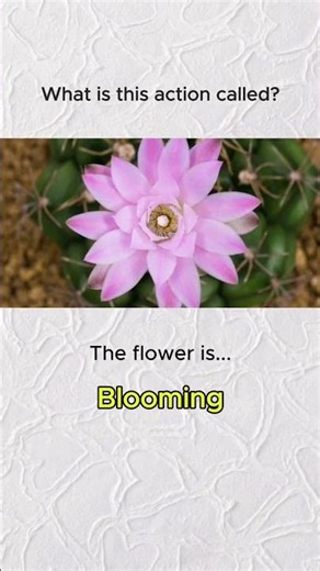 what is this action called || english for beginners