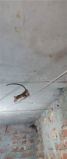 Two mice ran in both directions over the thin wire #hamster #amazinganimals #rat #viralvideo