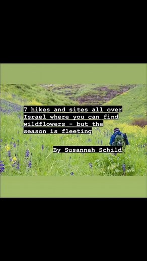 1.8K views · 20 reactions | 7 hikes and sites all over Israel where you can find wildflowers - but the season is fleeting, so get out soon to see the jeweled tones of nature in bloom By Susannah Schild Read more here: https://blogs.timesofisrael.com/february-flower-peeping-in-israel/ | The Times of Israel | Facebook