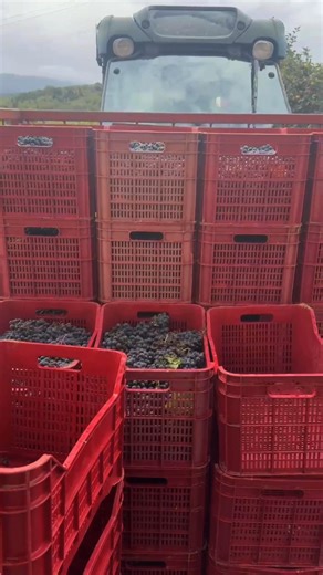 From vineyard to glass: this is how Tuscany creates its iconic wines. 🍷 And yes… with us, you can experience it firsthand. Ready to live an authentic wine adventure in 2026? @dariolombardo__ @donatella.nonni | Wine Tour in Tuscany