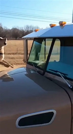 Rescue Dog Saves Human