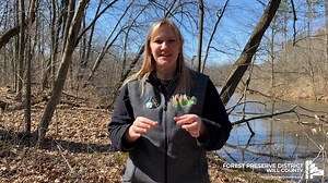 52 reactions | Those early spring wildflowers are popping up across Will County, so head outside and take in the wide variety of colorful blooms. What are you seeing while out and about? | Forest Preserve District of Will County | Facebook