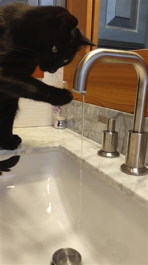 my li'l buddy 🖤 | Lisa Strohl