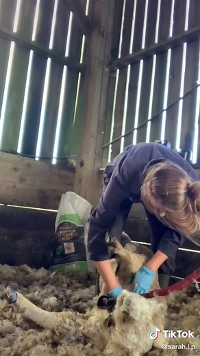 Fly strike 🪰🖕🏽#sheep #farming #foryoupage #foryou #fypシ #farmtok #farmerscare #farmer #flystrike #voiceover