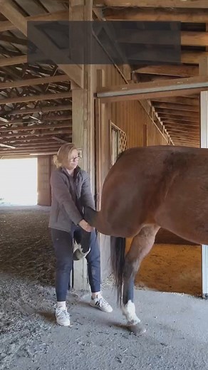 Stifle Circumduction for stifle dysfunction #shorts #chiropractic #animalchiropractic | Crafted Creations