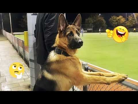 Funny Dogs Compilation – Best Dog Videos 2025 🐕🤣 #107