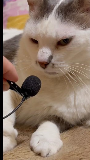 Purring Cat sound for Relax. Relaxing video for sleep. Sweet Cat video for Relaxation. Cat Purr