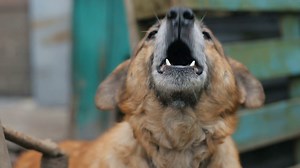 Big Angry Barking Dog Stock Footage SBV-314838996 - Storyblocks