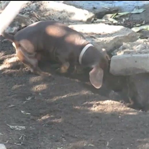 The Unmistakable Sound of Dachshund Destruction