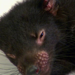 402K views · 10K reactions | These little Tasmanian Devils are extremely sick  If Dr Chris can't figure out why they could die  | Bondi Vet | Facebook
