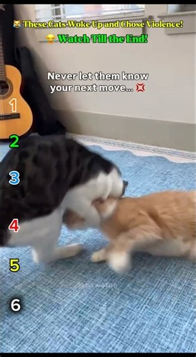 😱 The Funniest Cat Fights Ever Caught on Camera! 😂🐱 | Try Not to Laugh