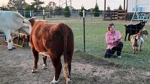 She Is Here! (The Animal On The Farm) Good morning, y'all! 🌞 It's a big day here at Cog Hill Family Farm—we’re welcoming a new member to our farm family! We’re so excited to share the story of how this lovely animal joined us and to show you all the preparations we’ve made for her arrival. Huge shoutout to our friends at Chestnut Hills Farmstead for making this addition possible! Meet Tater, our mini cow! 🐮 She’s known for being an escape artist, so we’re both nervous and thrilled to give her 