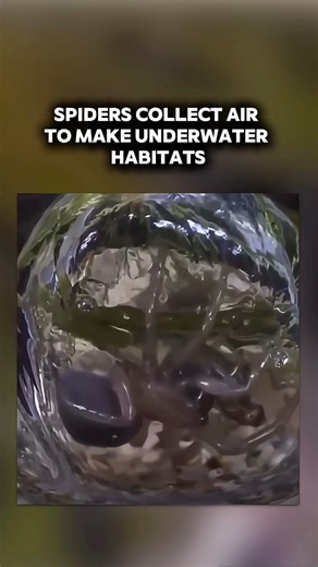 5.7K views · 70 reactions | Most spiders weave webs in open spaces to...