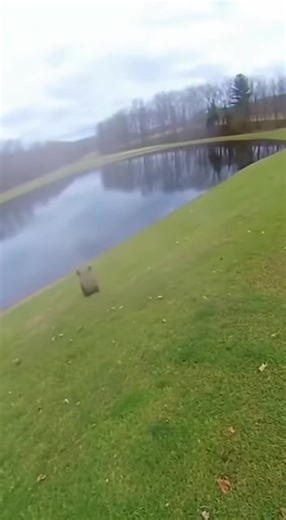 4.9K views · 13 reactions | When the snapping turtle bites the bounce house | RTV City Ub | Facebook