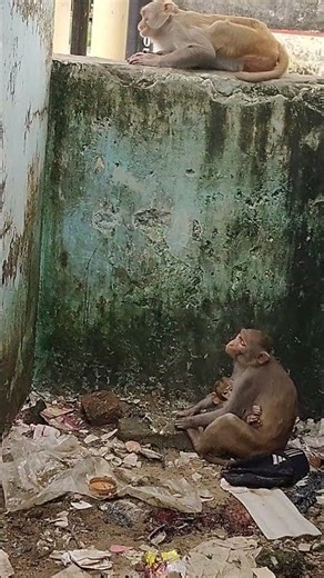 #monkey