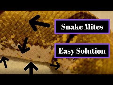 Get Rid of Snake Mites Fast | Easy Treatment