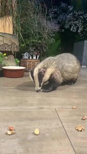 14K views · 7K reactions | Mr Nut Fairy feeding the most handsome Mr Lumpy. You can tell by Mr Lumpy’s body language that he’s not as comfortable with Mike as he is with me! This just goes to show it’s the individual he trusts as in my voice and my smell. I can read his body language, unlike Mike as Mr Lumpy obviously wanted an egg ❤️ | Mr Lumpy & Friends. | Facebook