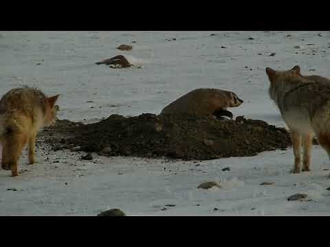 Coyotes and Badgers Hunt Together!
