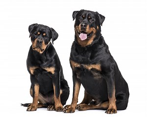 Famous & Celebrity Rottweilers From Movies, TV and History