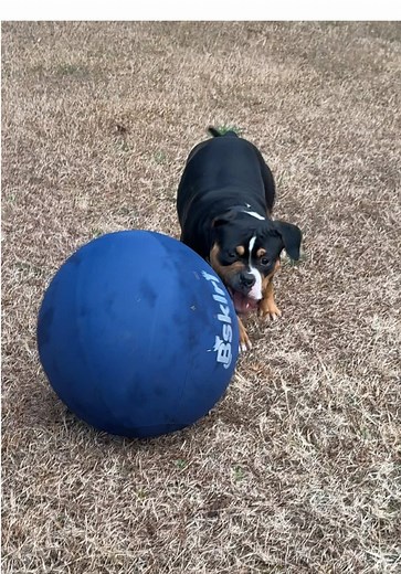 Durable Dog Balls Designed for Heavy Chewers