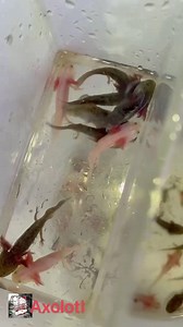 798K views · 3.4K reactions | Monster Aquarium Inc. on Reels | Facebook