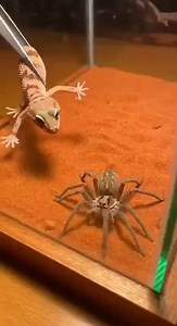 A rare moment from nature where a spider confronts a gecko, showing the raw survival instincts of wildlife. #NatureMoment #WildlifeVideo #Spider #Gecko #NatureLife #AnimalBehavior #WildlifeEncounter | SpiderVerse Wild