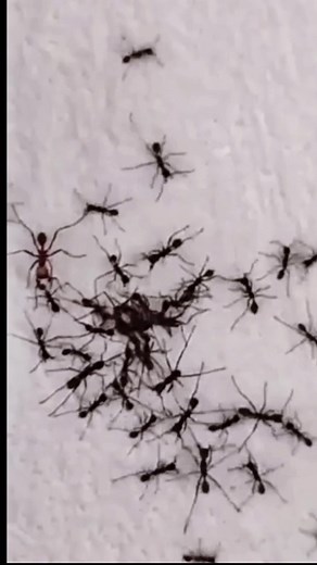 Ants kill imposter ant by ripping it apart 👀 #ants #animals #metaltiktok #music #slaughtertoprevail #babayaga #imposter #natureismetal #insects #bugwars #metalhead #wtf #ant #omg #metaltok #moshtok #fyp