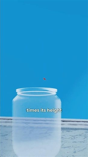 “This Tiny Insect Jumps Like a SUPERHUMAN 😳” #insects #sciencefacts #shorts