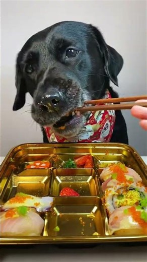 What’s Inside My Dog’s Bowl? Real Review & Reactions