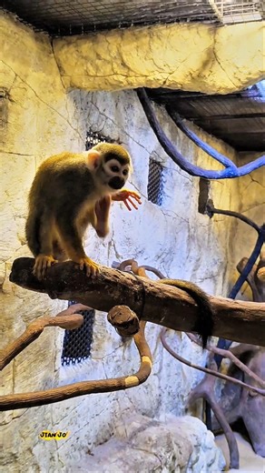 SQUIRREL MONKEY vs RED-HAND TAMARAIN #WildlifeComparison #AnimalFacts #CuteMonkeys #AmazonWildlife