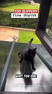 10K views · 31 reactions | Too slippery 藍藍 #FunnyCats #CatComedy #PurrfectlyHilarious #FelineFunnies #CatLoversUnite | Cats World | Facebook