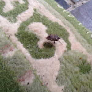 Stink Bug Population Re-Emerging in the Hudson Valley