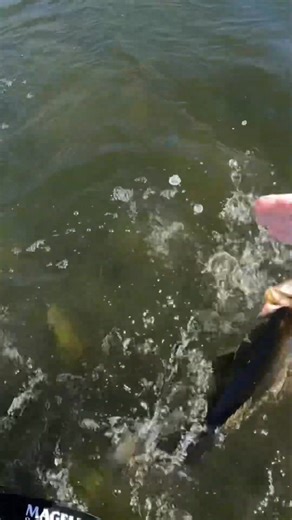 2K views · 22 reactions | Couple of STUDS on the black spro frog. #fishing #frogfishing #sprofrog #topwaterfishing | Fishing Frog | Facebook