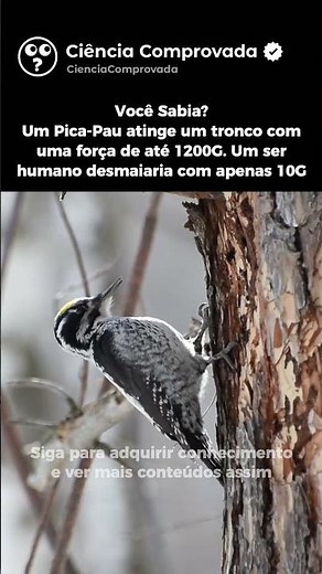 Curiosidade sobre o Pica-Pau