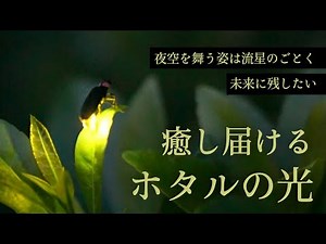 未来に残したい 癒し届けるホタルの光